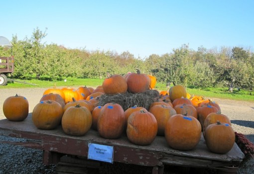 Pumpkin