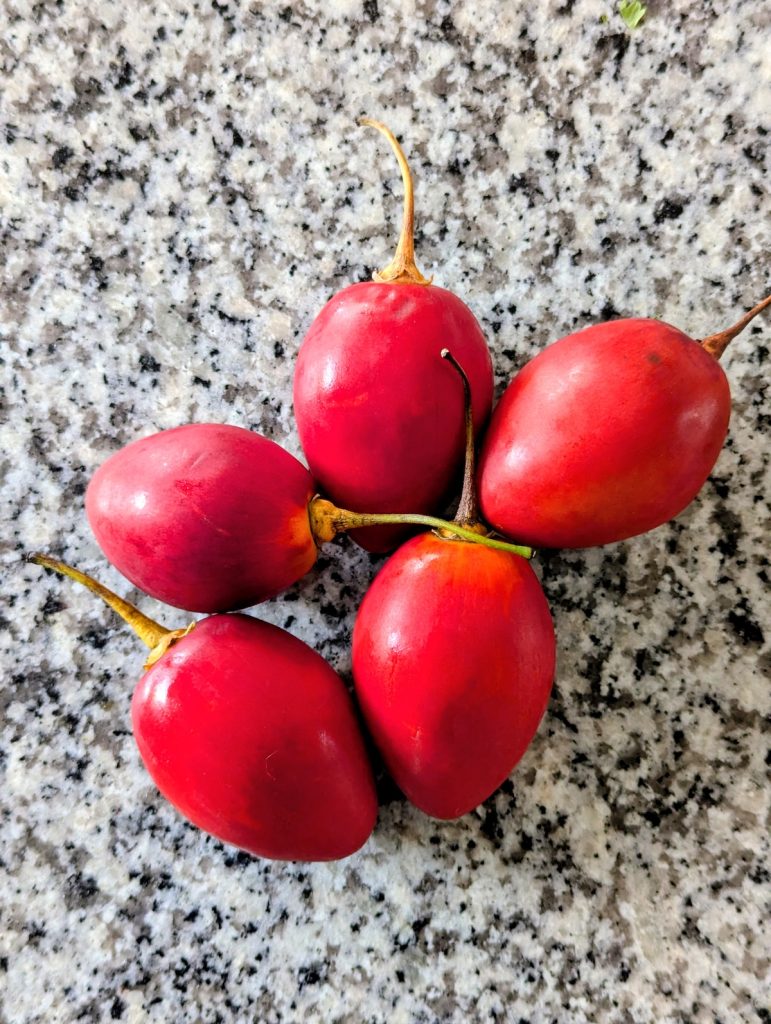Tomate De Arbol Tree Tomate