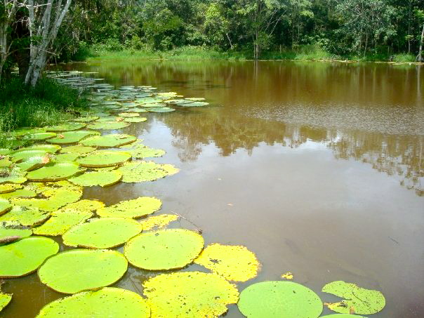 AMAZONAS1