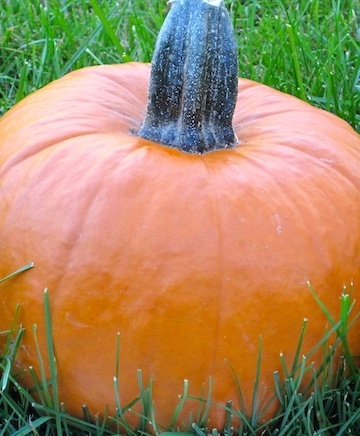 Pumpkin